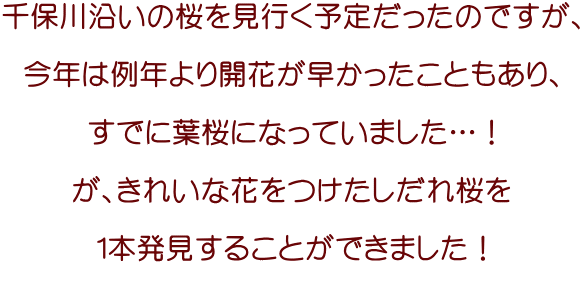 千保川沿いの桜を見行く予定だったのですが、  今年は例年より開花が早かったこともあり、  すでに葉桜になっていました…！  が、きれいな花をつけたしだれ桜を  １本発見することができました！  