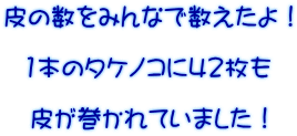 皮の数をみんなで数えたよ！  1本のタケノコに42枚も  皮が巻かれていました！ 